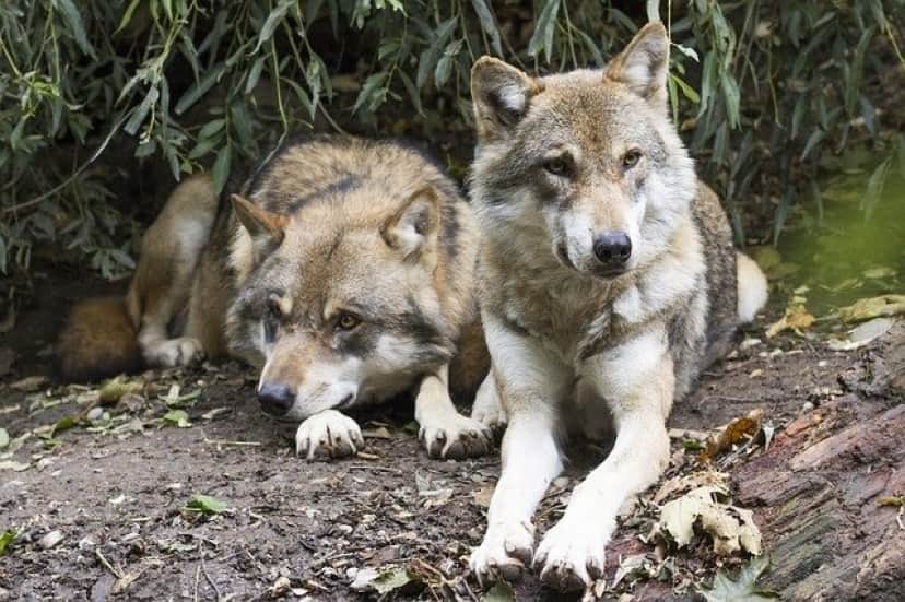 wolves-1388558_640