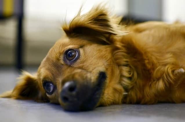 人間に気持ちを伝えたくて 犬は特別な進化で 子犬のような悲しい目 を獲得した 英 米研究 カラパイア