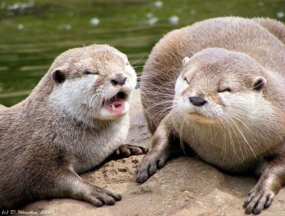 カワウソを学ぼう カワウソに関する12の面白事実 カラパイア カワウソを学ぼう カワウソに関する12の面白事実 カラパイア