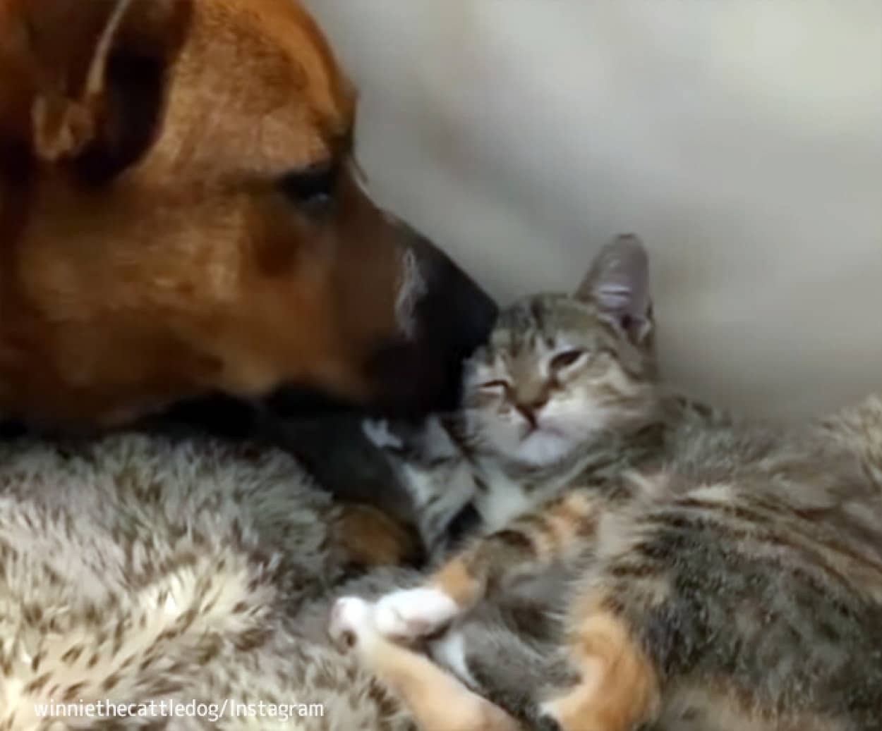 犬と子猫の絆