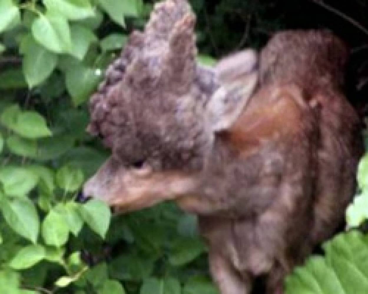 頭が岩状に膨れ上がった鹿が民家の庭先で発見される スウェーデン カラパイア 頭が岩状に膨れ上がった鹿が民家の庭先で発見される スウェーデン カラパイア