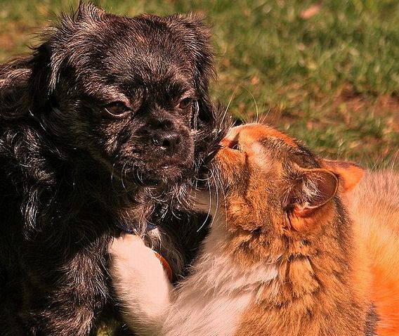 funny_cats_and_dogs_12