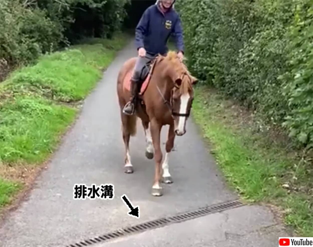 排水溝が怖い馬、避けて歩く