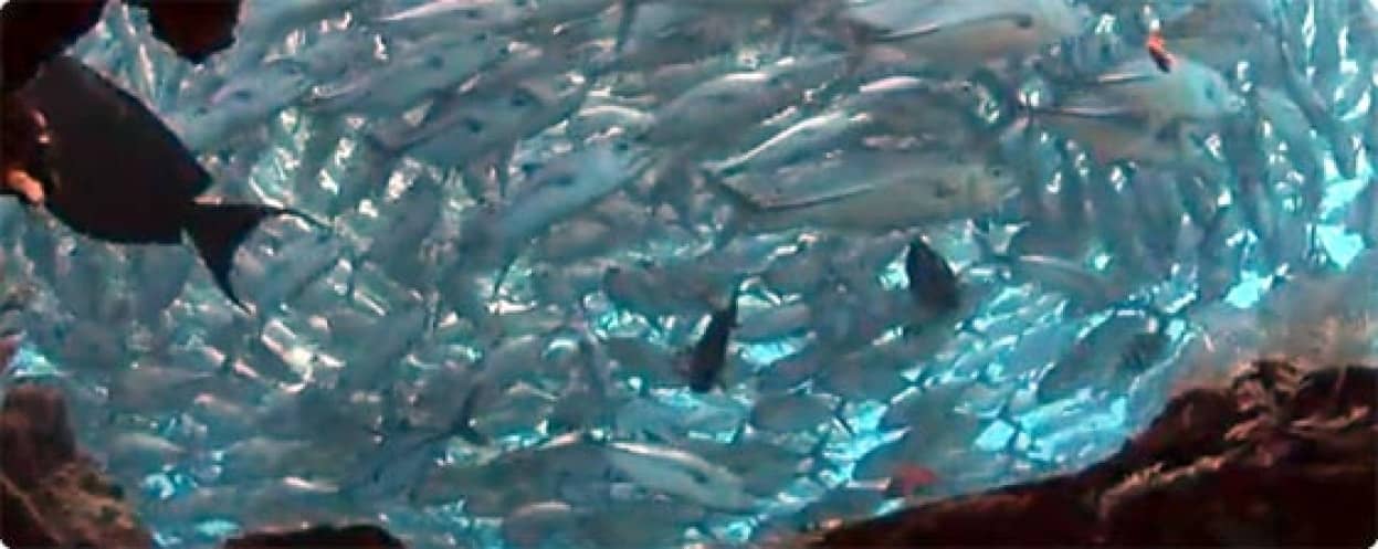 海の中ってやっぱりすごい バリ島の魚天国をダイバー気分で楽しめる高画質映像 カラパイア
