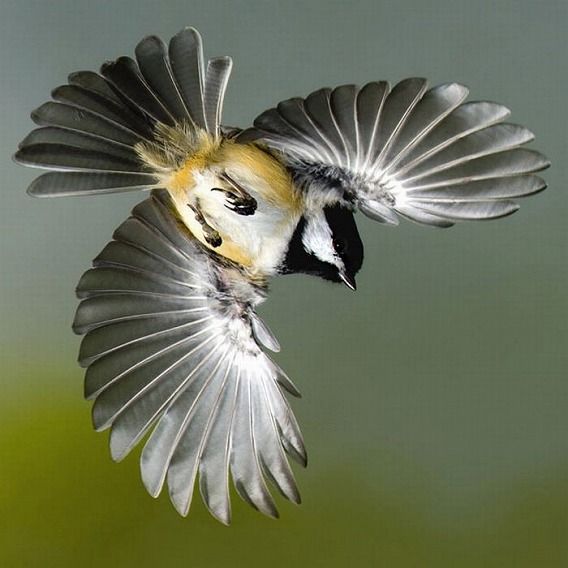 広げた翼の美しさが鮮明に 飛行中の鳥たちの写真 カラパイア