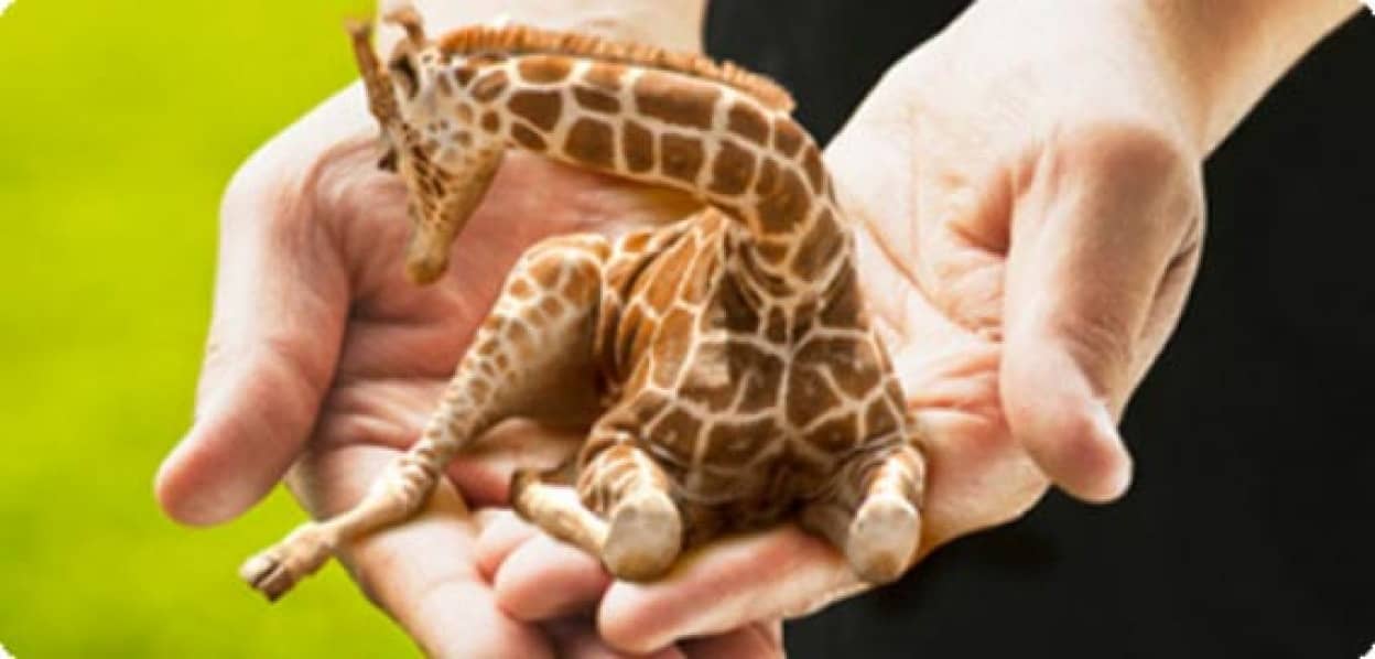 ロシアで生息が確認されたかもしれない手のひらサイズのミニちまキリン ピグミー ジラフ カラパイア ロシアで生息が確認されたかもしれない手のひらサイズのミニちまキリン ピグミー ジラフ カラパイア
