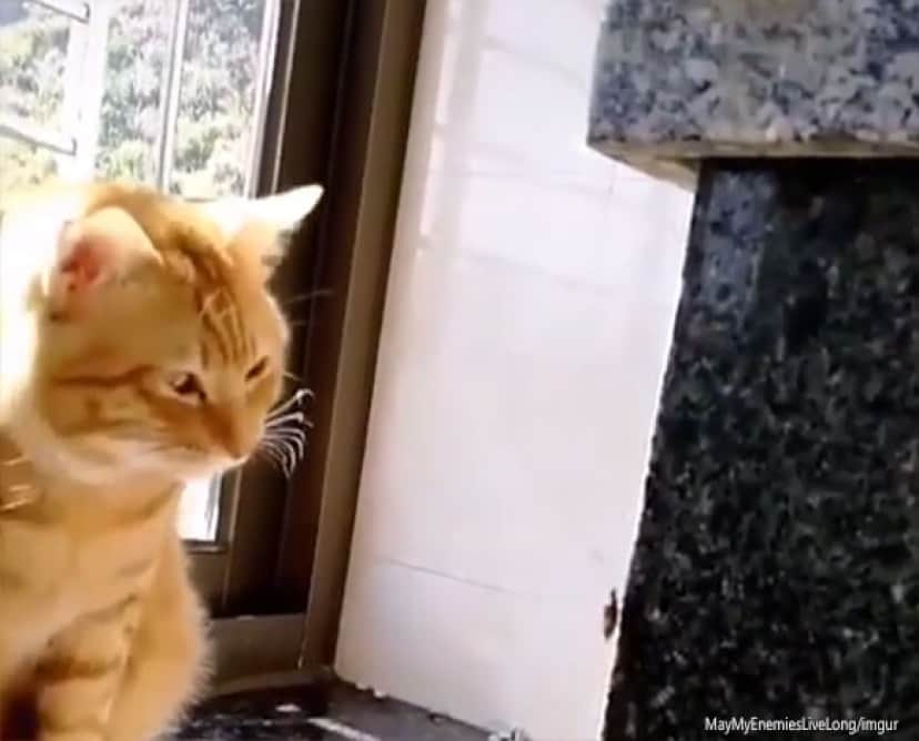フレーメン反応ってレベルじゃない 猫がカメムシのニオイを嗅いだ瞬間の反応 カラパイア フレーメン反応ってレベルじゃない 猫がカメムシのニオイを嗅いだ瞬間の反応 カラパイア