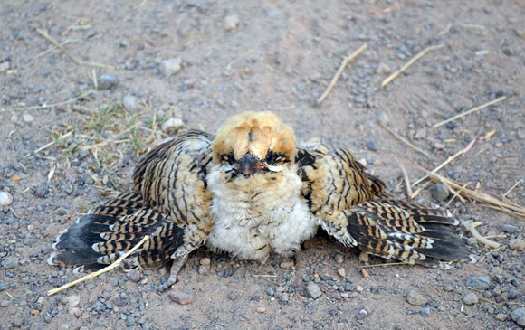 人間のニオイがついたヒナを親鳥は見捨てるって本当 あの噂を検証する カラパイア