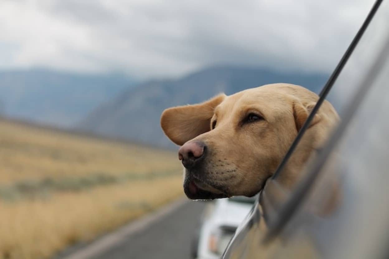 愛犬の毛で汚れた車を掃除できずにいる女性