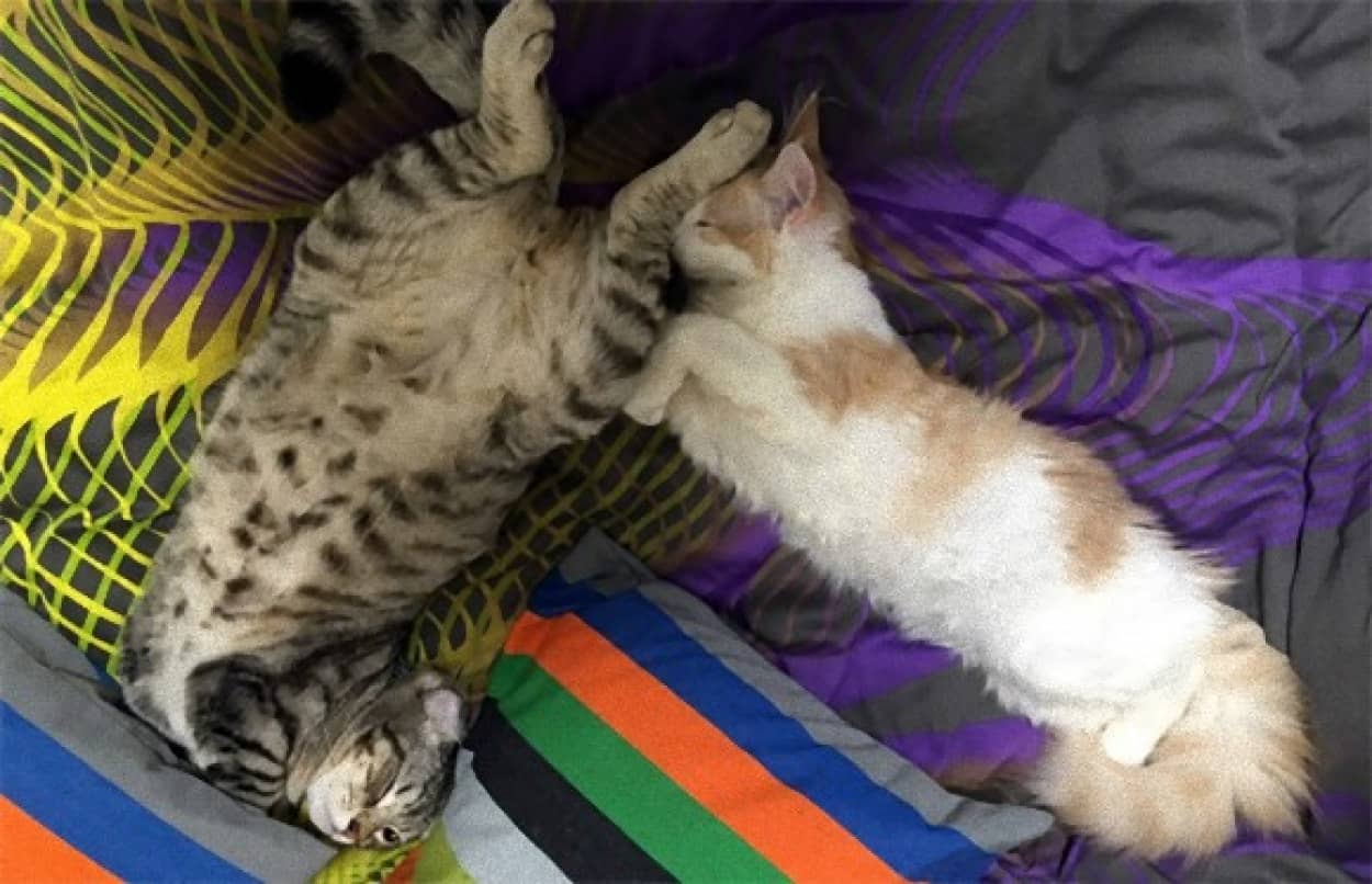 のびーる猫!猫のストレッチスタイルを愛でるの会 : カラパイア