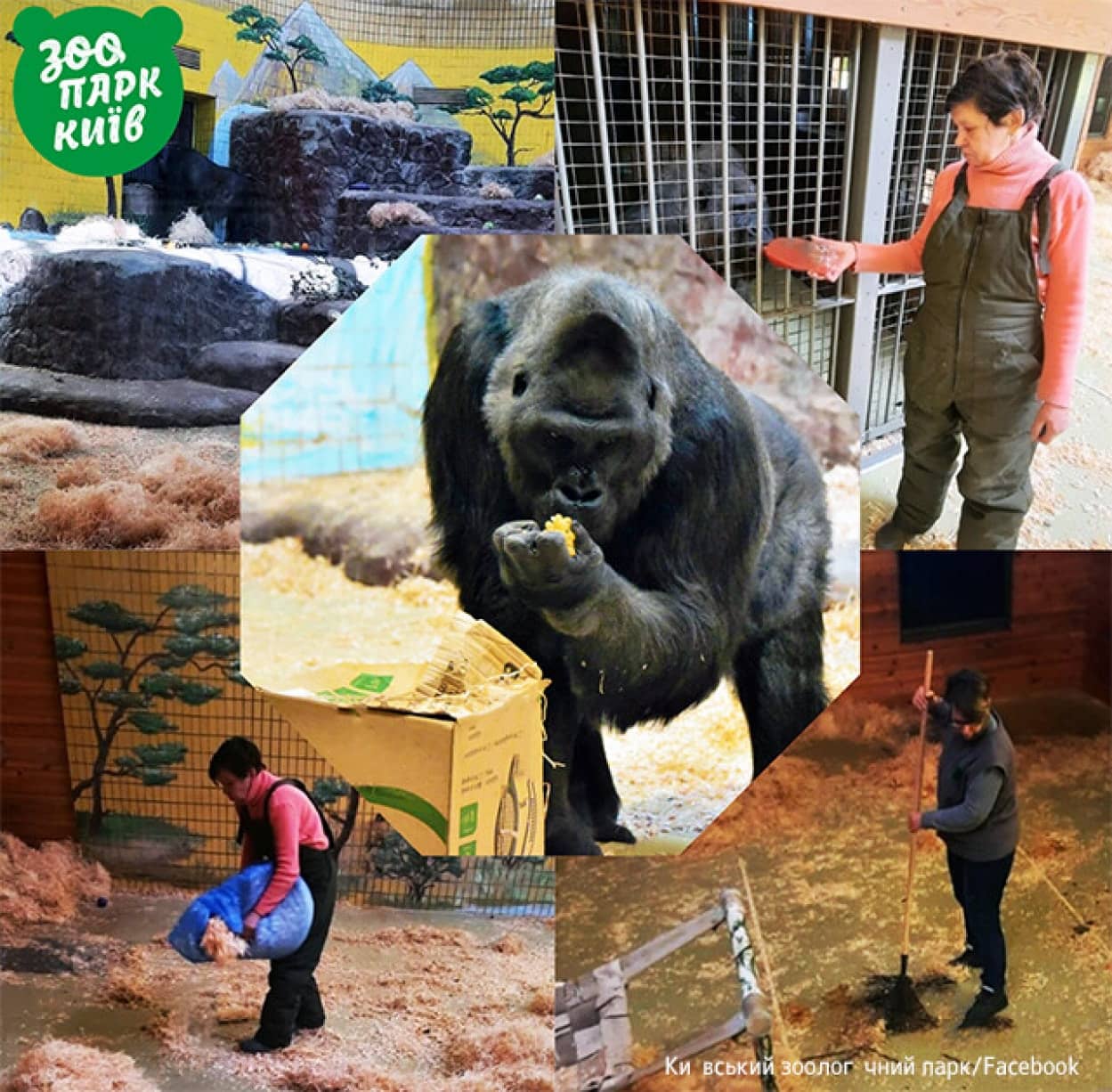 動物の世話を続けるため国内に残るキーフ動物園の飼育員たち