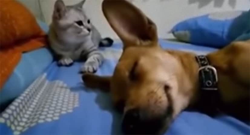 なにしとんじゃい 猫が犬に猫パンチ その理由とは カラパイア なにしとんじゃい 猫が犬に猫パンチ その理由とは カラパイア