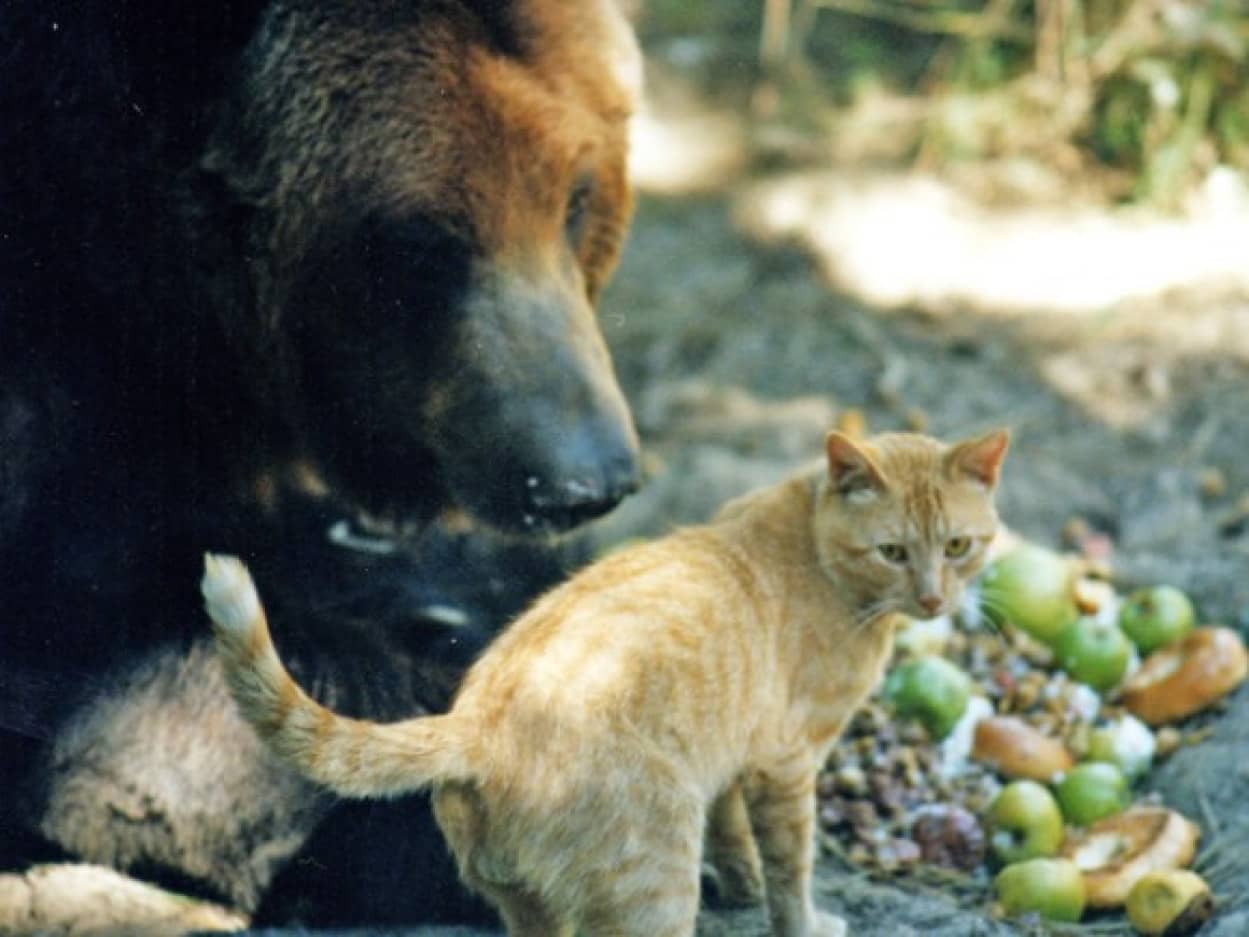 さびしんぼうのクマと怖いもの知らずの猫に芽生えた真の友情物語 カラパイア