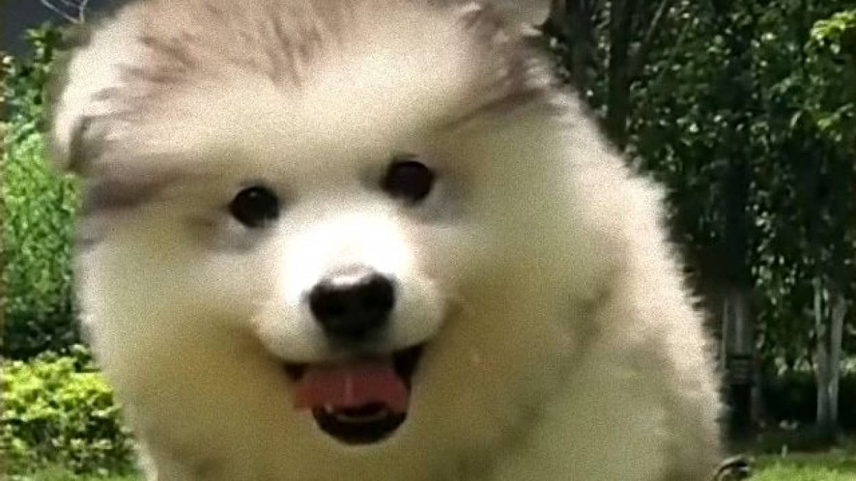 暑くなってきたけどやっぱりかわいい モフころマラミュートの赤ちゃんたち カラパイア