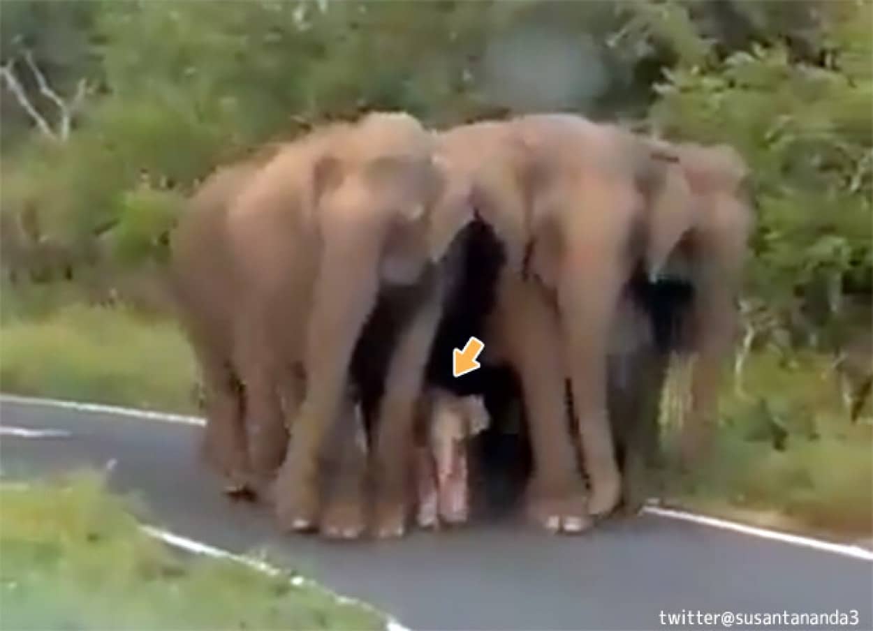 象の赤ちゃんをみんなで守る大人象