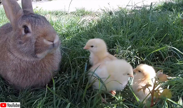 うさぎとヒヨコが仲良く木陰でくつろぎ、猫たちも登場するファンタジーな光景