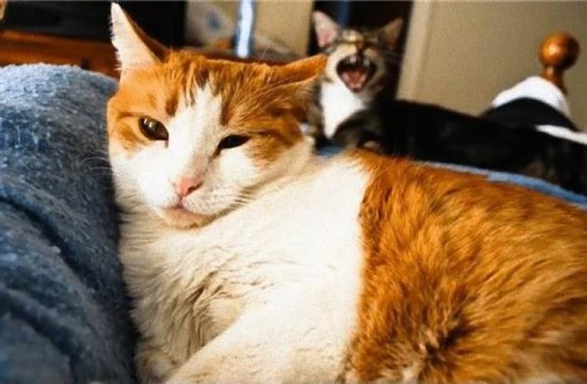 photobomb1_e