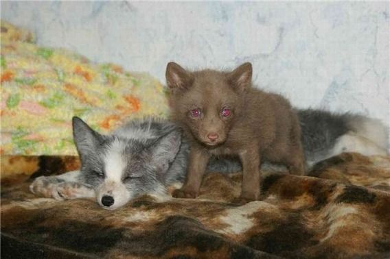 pets_21