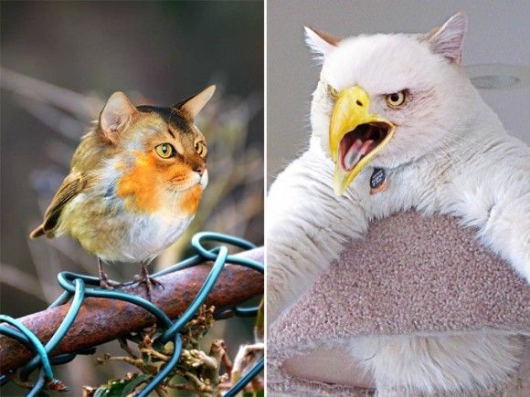 猫はかわいい 鳥もかわいい 合体させたら無双じゃね コラ職人が試してみた カラパイア
