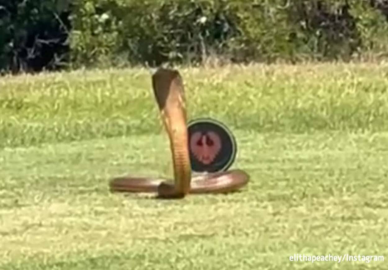 ゴルフ場に猛毒コブラが出没