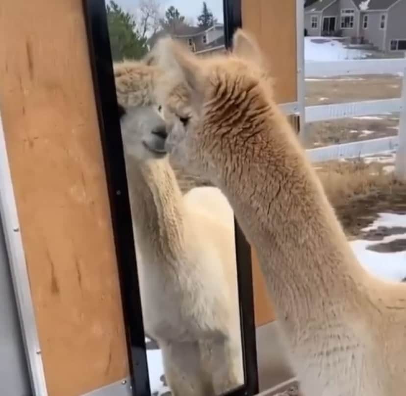 あらやだかわいい 鏡に映った自分を探すアルパカのいる風景 カラパイア