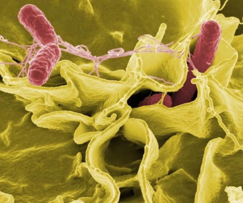 salmonella-549608_640_e