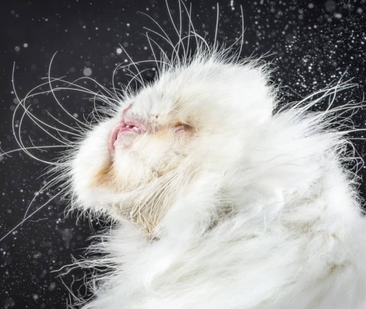水に濡れた猫がフルフルすると化け猫となる 猫が首を振る瞬間をとらえたホラー画像 動画 カラパイア 水に濡れた猫がフルフルすると化け猫となる 猫が首を振る瞬間をとらえたホラー画像 動画 カラパイア