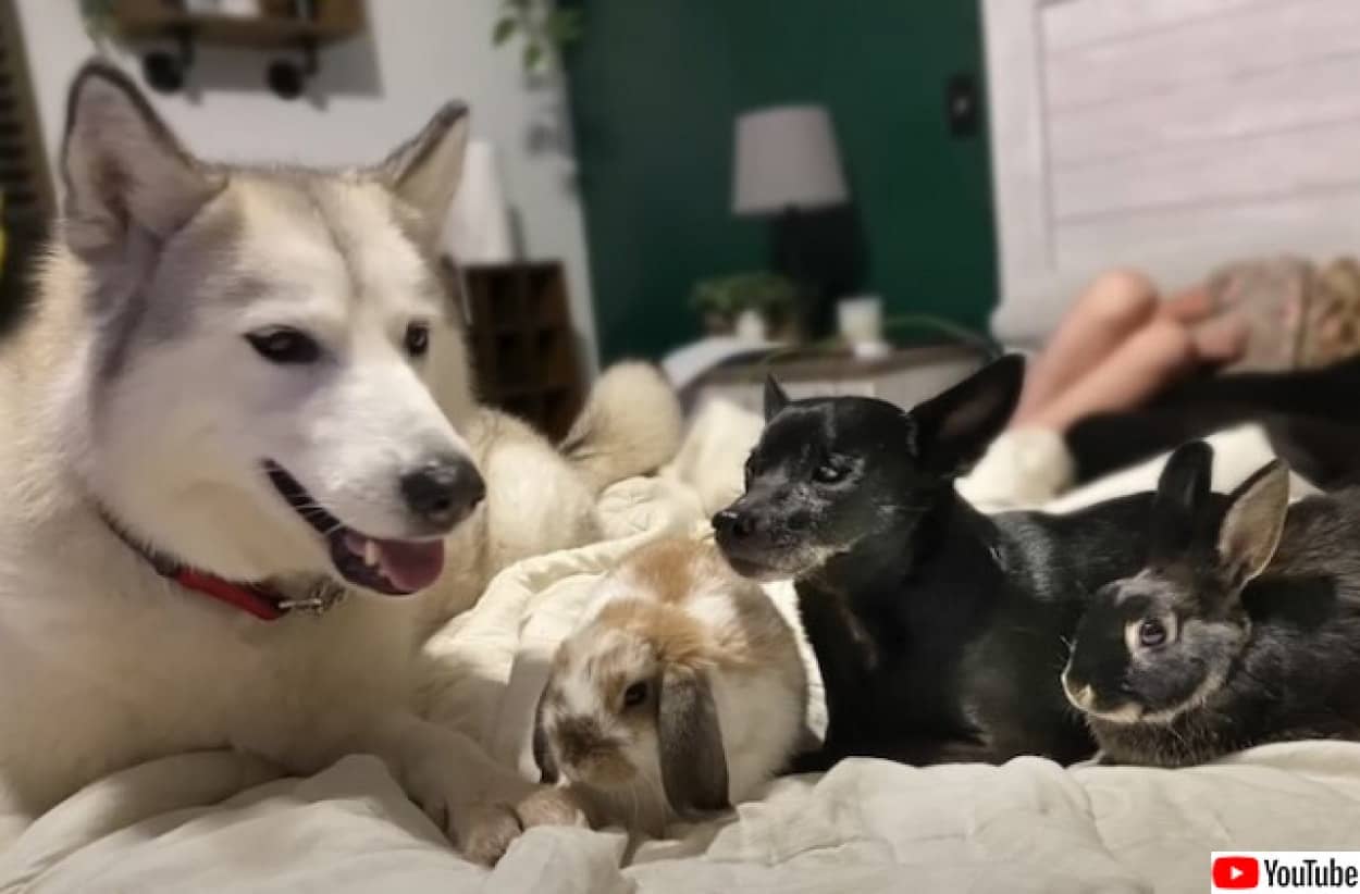 捨てられたハスキー犬、盲目のチワワとウサギに母性愛を示す