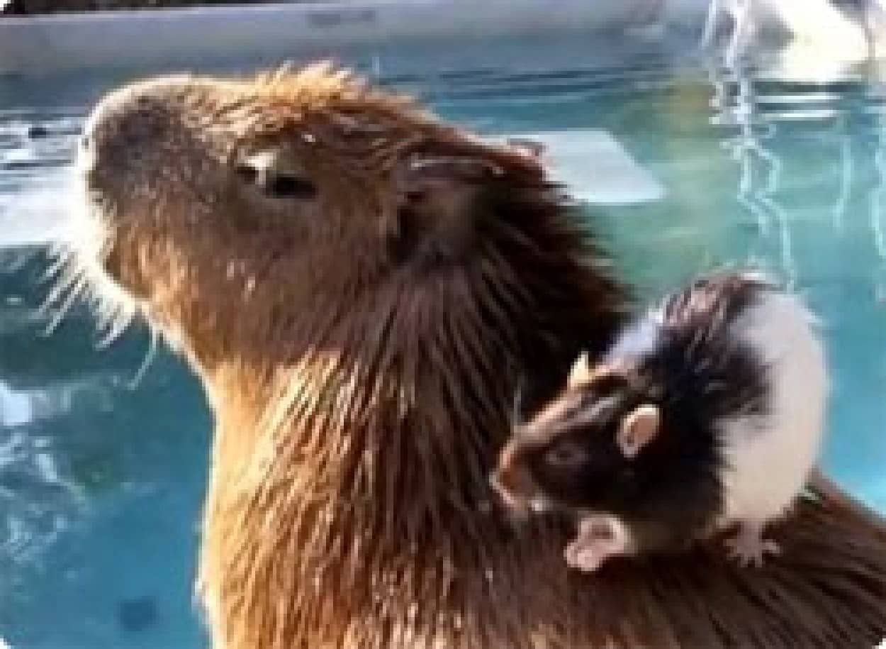 動画 カピバラさん 水の中だけはマジ無理だからやめてくんない と祈るネズミであったがまたしても カラパイア 動画 カピバラさん 水の中だけはマジ無理だからやめてくんない と祈るネズミであったがまたしても カラパイア