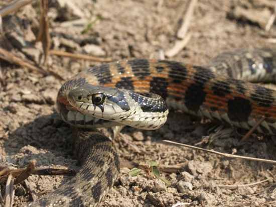 rhabdophis_tigrinus05