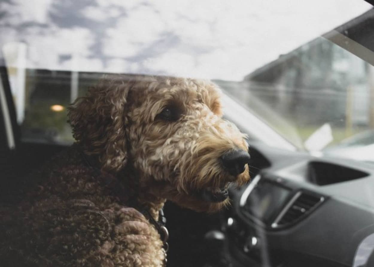 熱波が続くイギリスで、スーパーの駐車場の車に犬が置き去りになっていないか定期的にパトロールが開始される