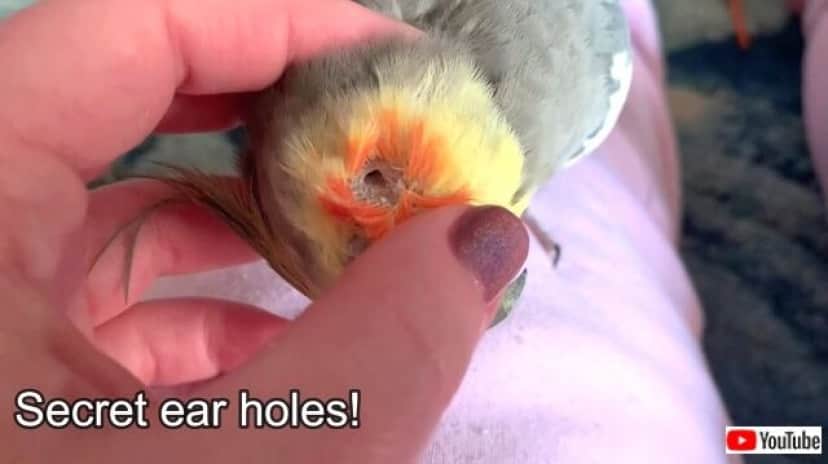 birdie5_640