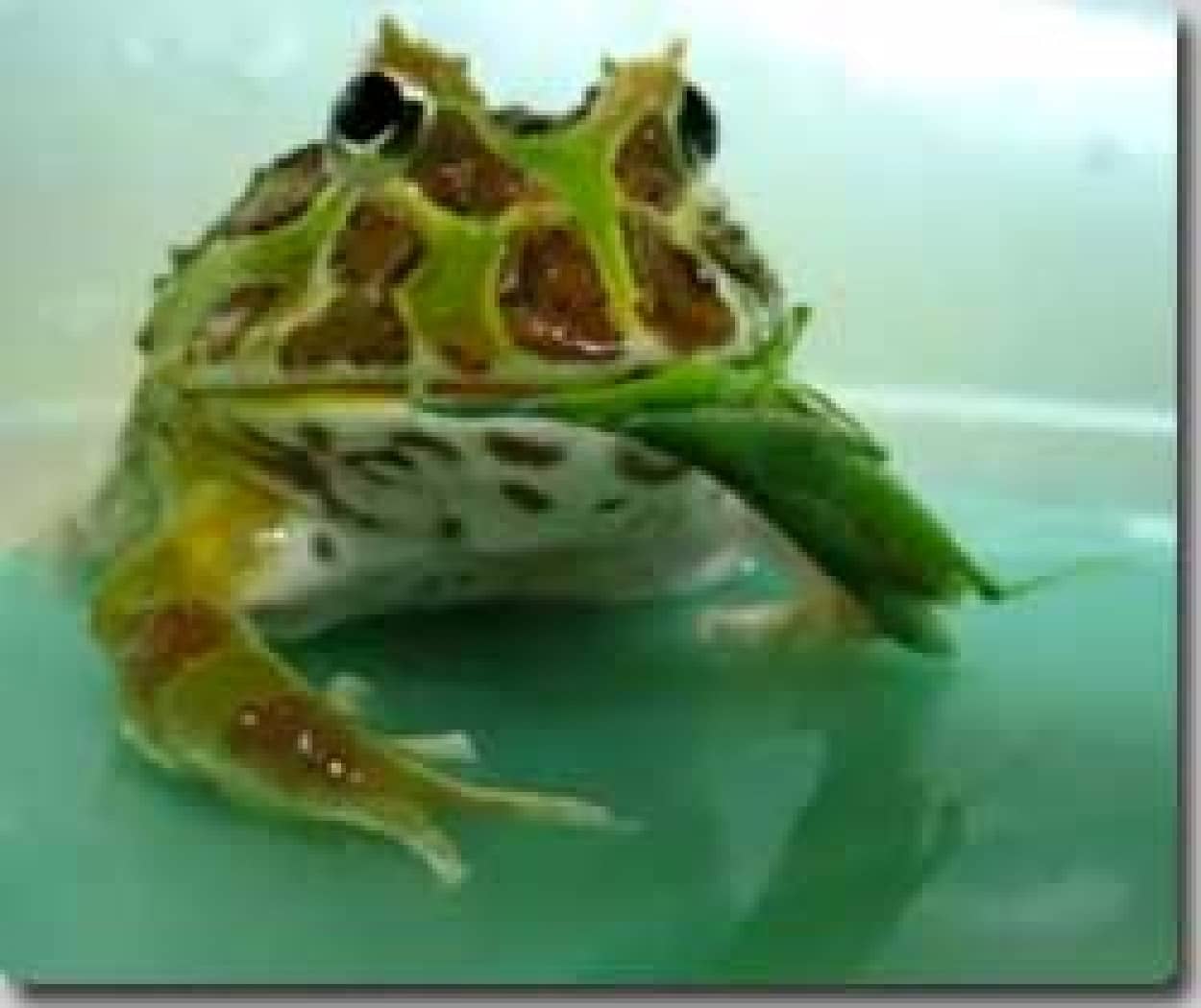 ネットアイドル生物図鑑 Youtubeで話題のおっとりクランウェルツノガエル ジャンバさん カラパイア ネットアイドル生物図鑑 Youtubeで話題のおっとりクランウェルツノガエル ジャンバさん カラパイア