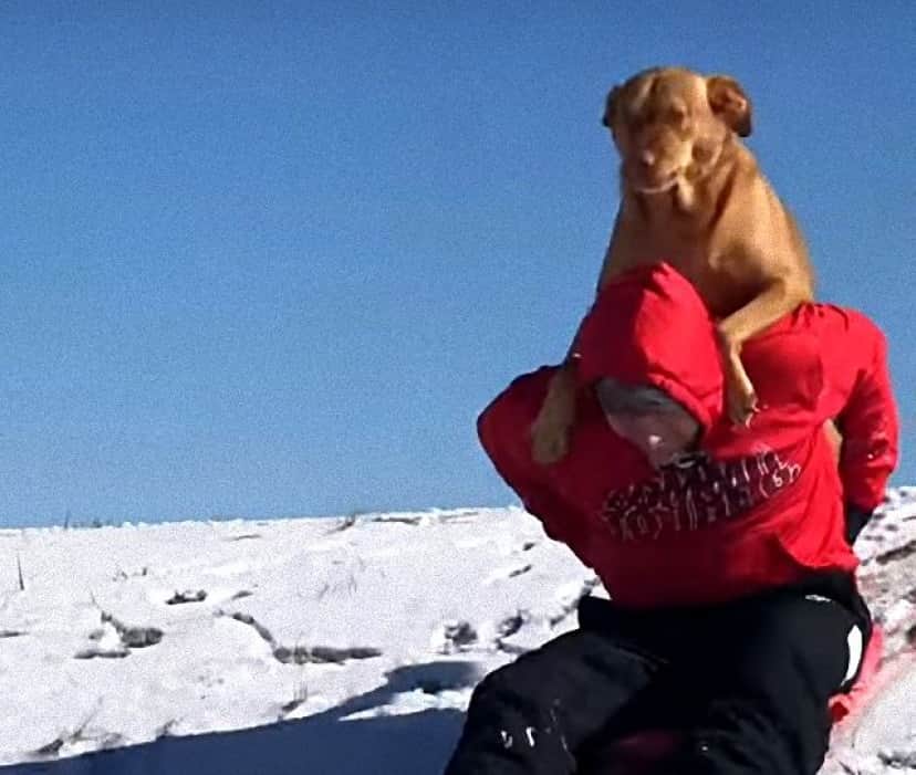 dognsled5_e