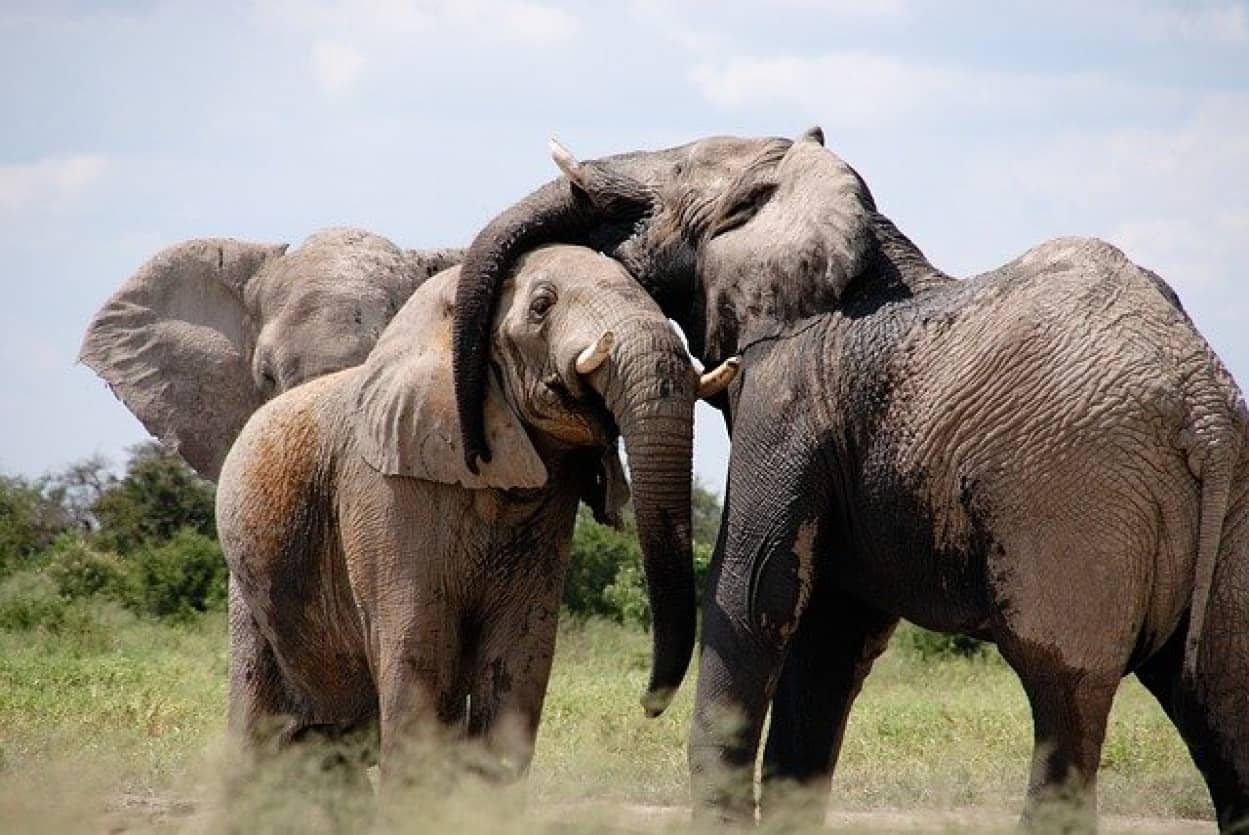 elephants-466602_640