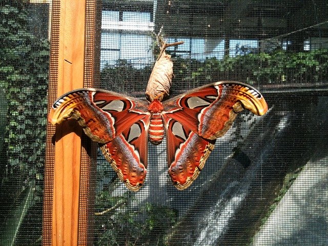 butterfly-380470_640