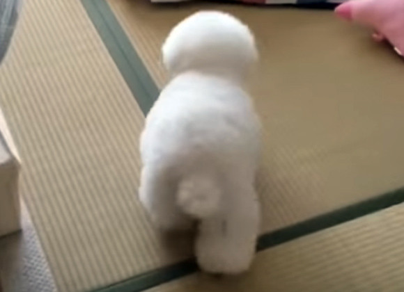 本体どっち ぬいぐるみの横に寄り添う犬がぬいぐるみ以上にぬいぐるみだった カラパイア