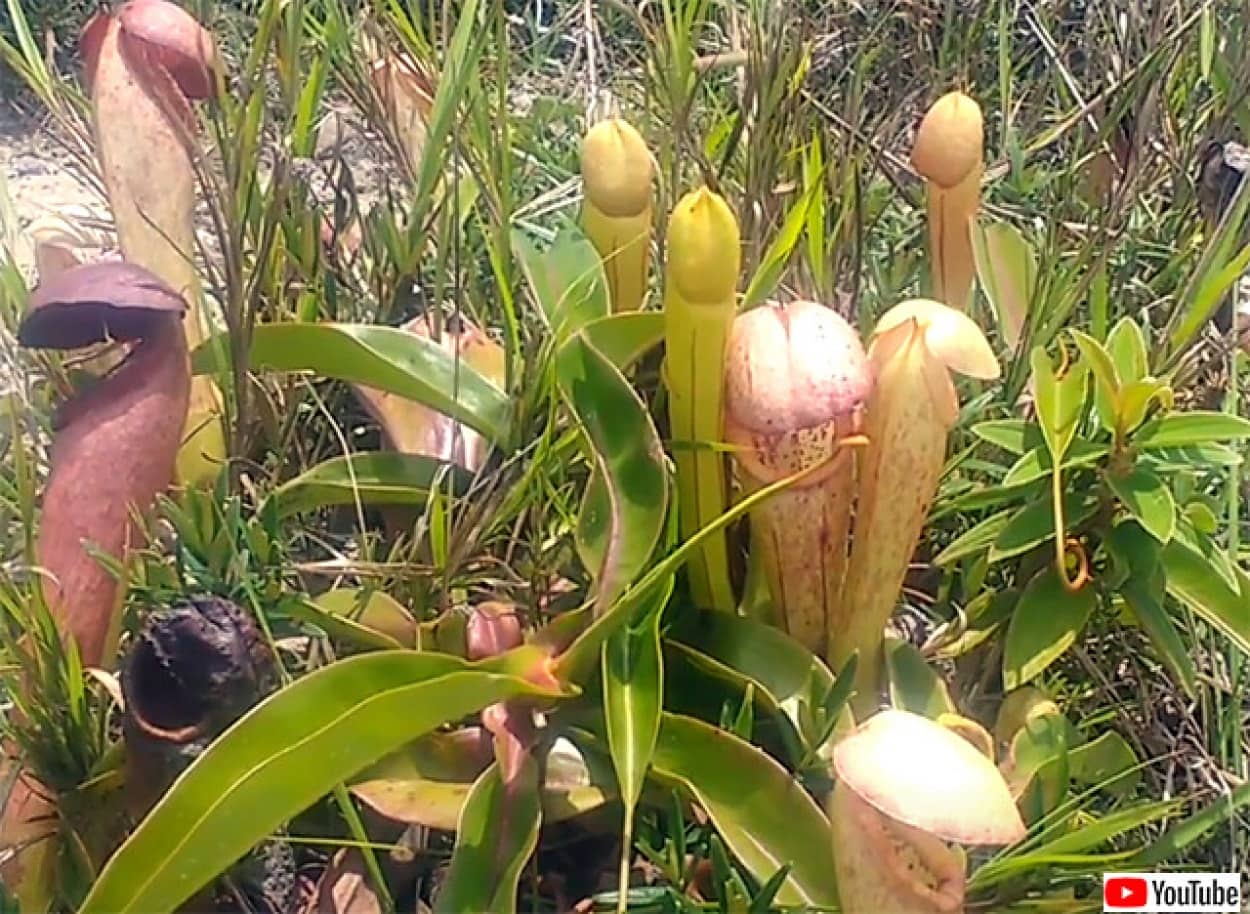 希少な食虫植物を摘む女性に注意喚起