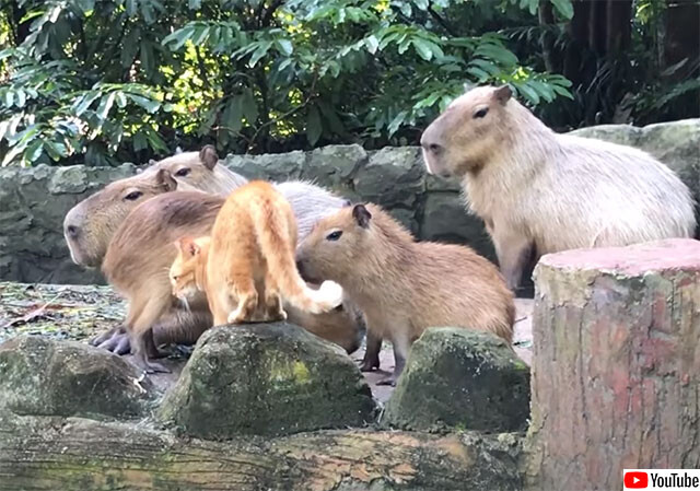 母親を失い孤児となった猫は、カピバラの群れと一緒に暮らすことを選んだ