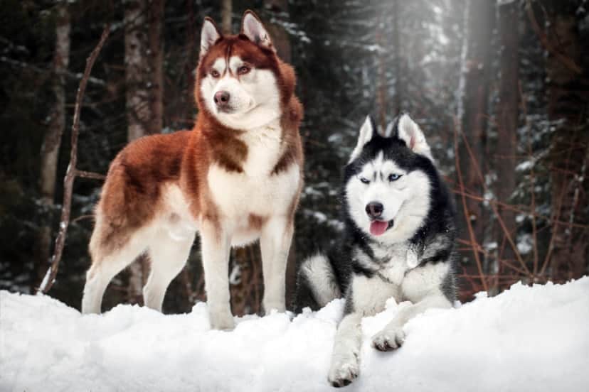 iStock-1392336574