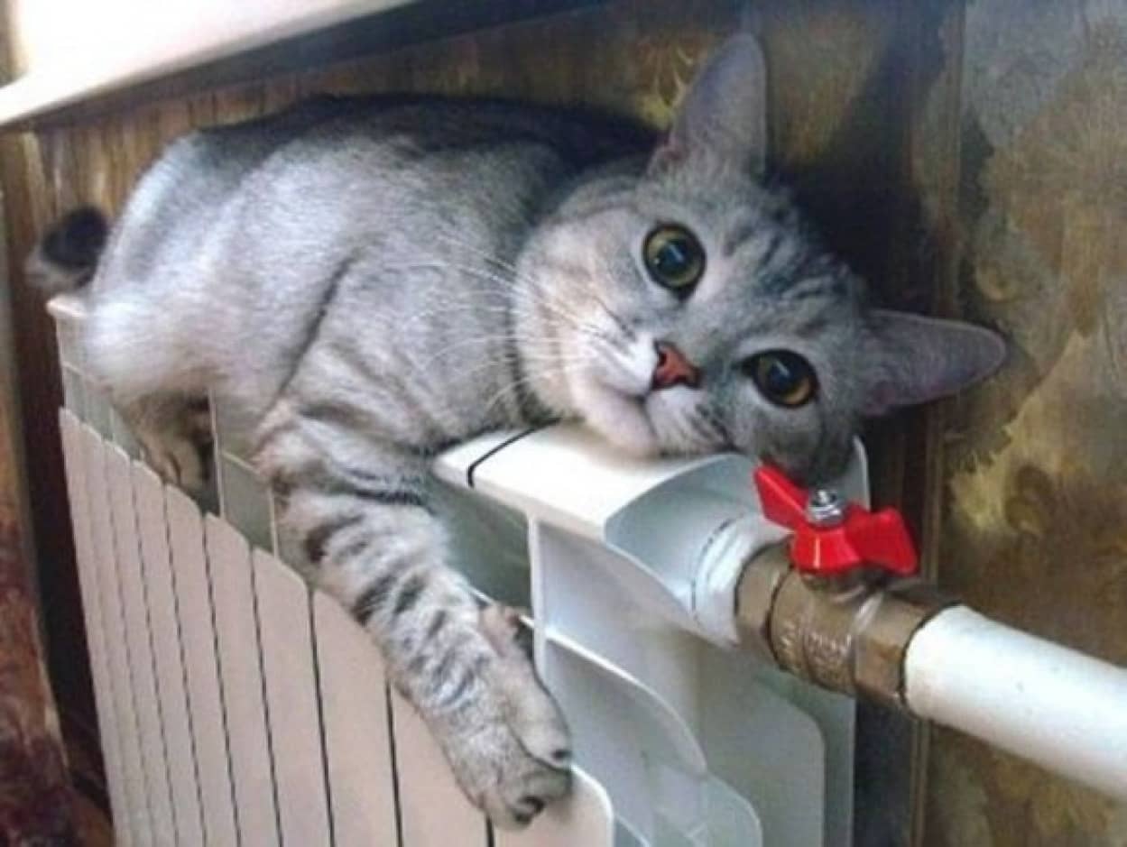 冬場の猫ホイホイはこれに決まり ヒーターにホイホイされる猫たちの画像 カラパイア