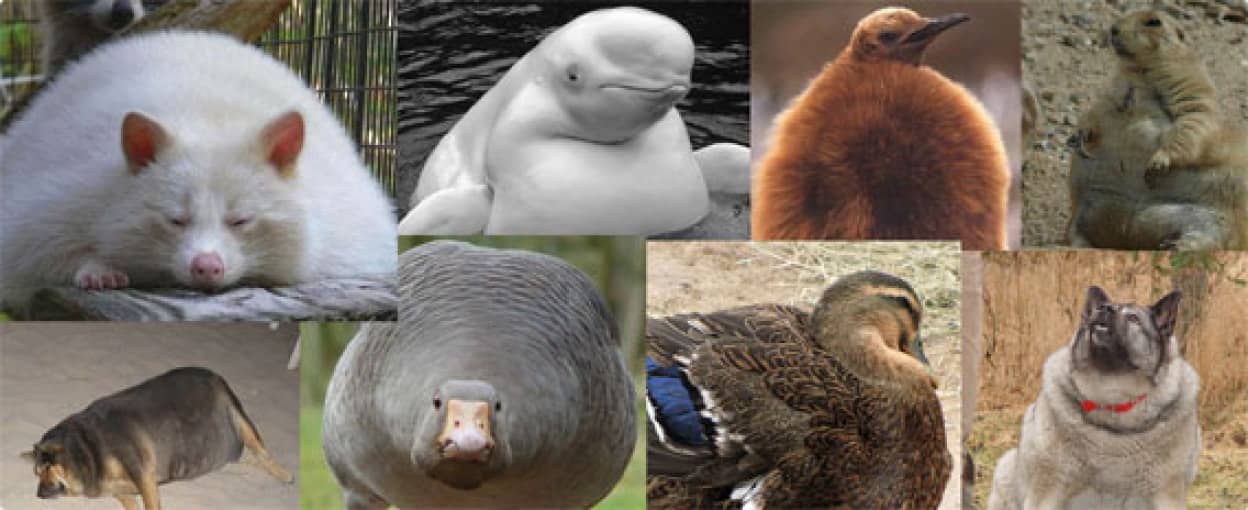 膨張度マックス 動物界を襲う肥満の波 パンパン動物画像大放出 カラパイア 膨張度マックス 動物界を襲う肥満の波 パンパン動物画像大放出 カラパイア