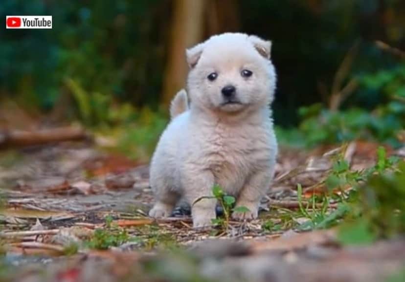 puppynchicks6_640