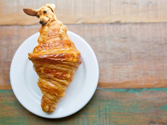 おいしそうすぎてヤバい 犬と食べ物を融合させたインスタグラムアカウントが大人気 カラパイア おいしそうすぎてヤバい 犬と食べ物を融合させたインスタグラムアカウントが大人気 カラパイア