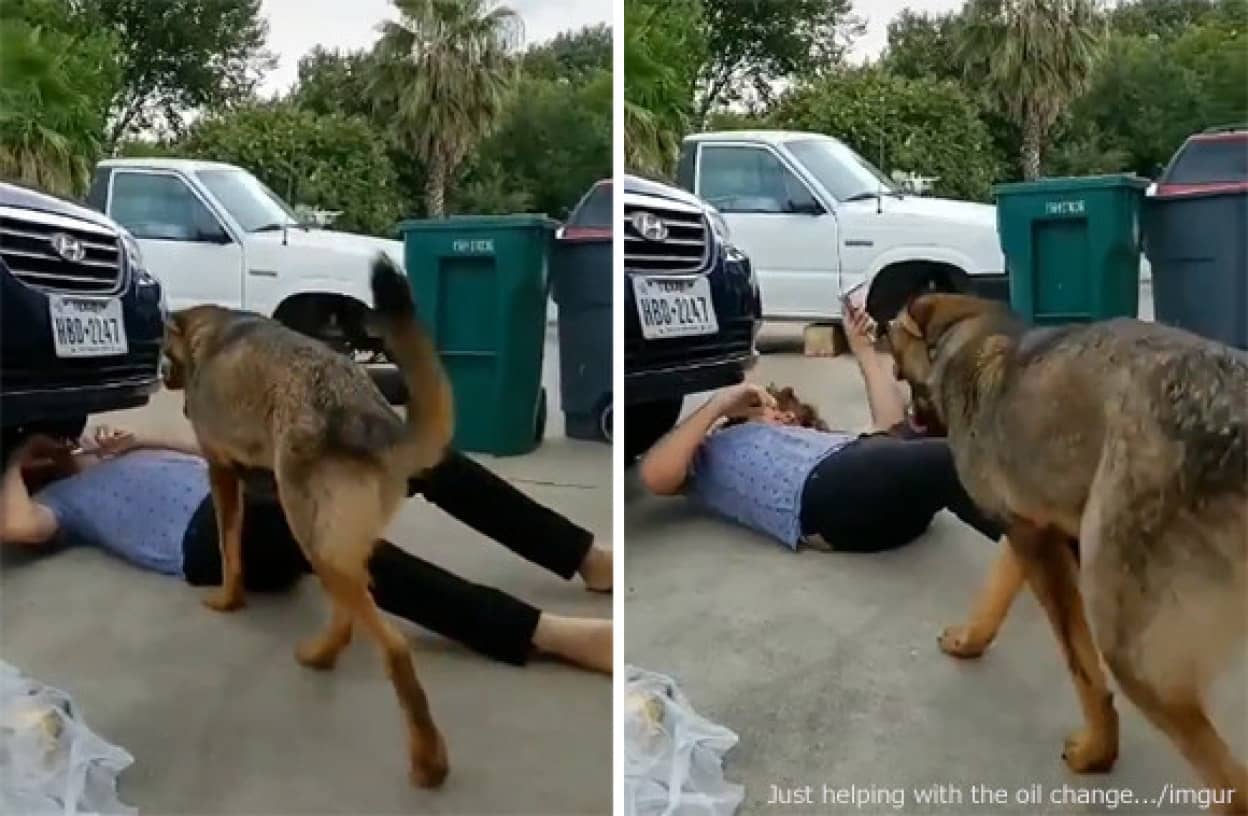 車の修理をしていた飼い主に犬が近づいてきた 犬としてできる最大のお手伝いを行ったようだ カラパイア