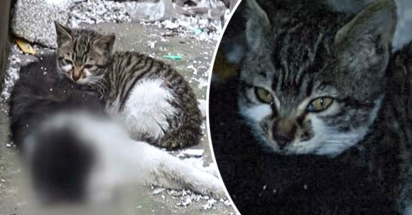 死んだ野良のオス猫に寄り添い離れようとしない子猫。このオス猫は子猫の父親代わりだった