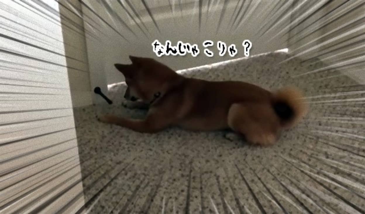 これは何なん 小首をかしげてドアストッパーの正体を暴こうとする柴犬のかわいさよ カラパイア これは何なん 小首をかしげてドアストッパーの正体を暴こうとする柴犬のかわいさよ カラパイア