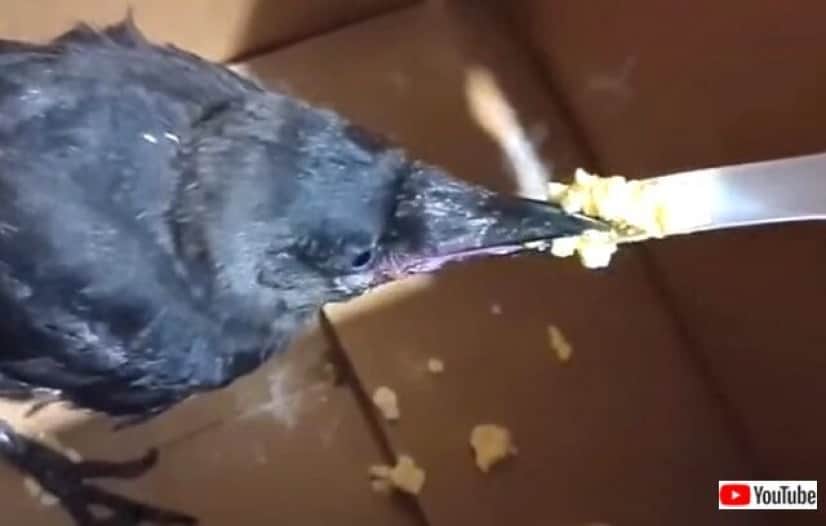 街角で保護されたカラスの子 大きなお口で お腹が空いた とご飯をおねだりする カラパイア