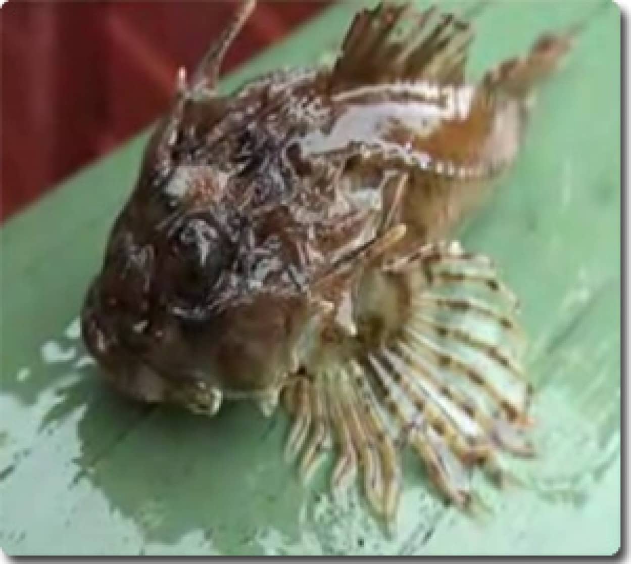 エイリアンが産み落としていった魚 カラパイア