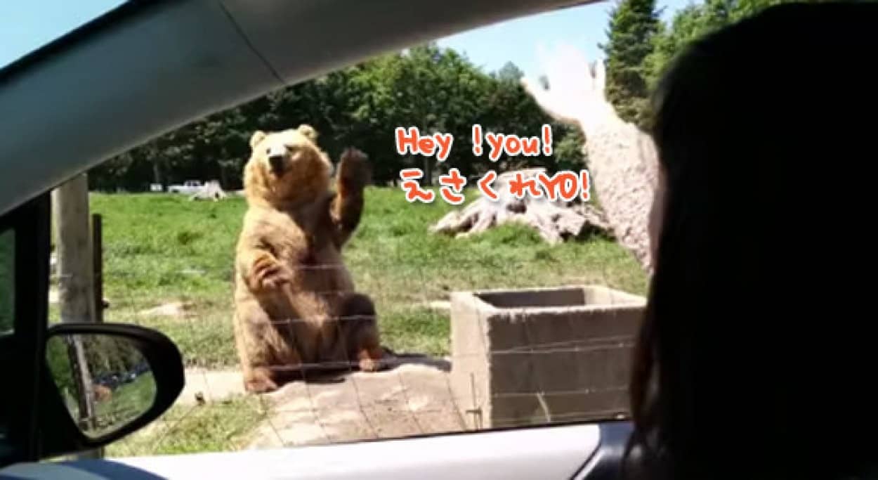 サファリパークの巨大ヒグマが思いのほか芸達者だった カラパイア